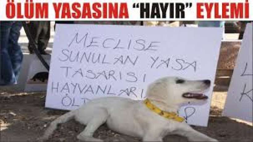 158 yazar ve sanatçıdan sokak hayvanları açıklaması: Onlar yoksa eksiğiz